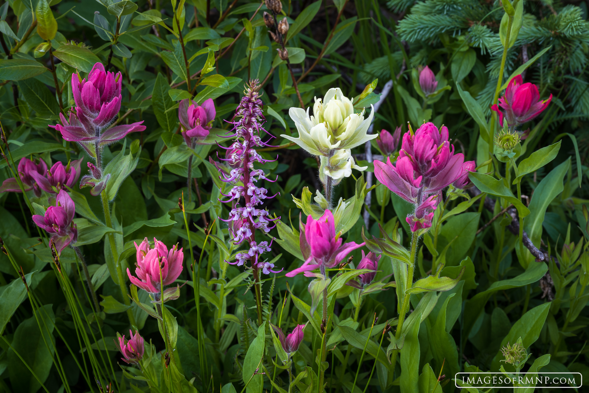 In late summer in the high country of Rocky Mountain National Park there are a few places where unlikely flowers gather together...