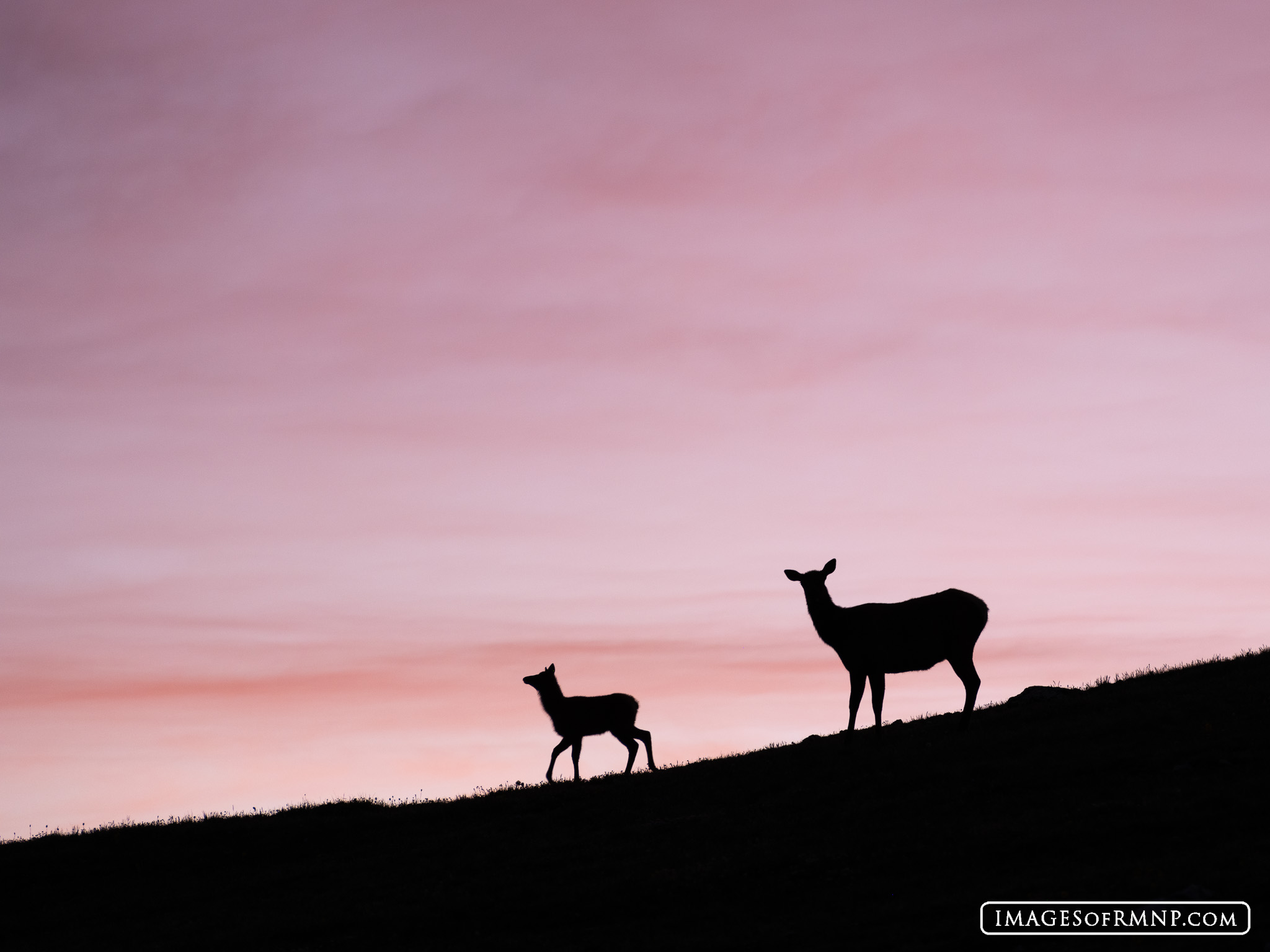 A baby elk trots proudly in front of her mother at dawn high in the tundra on an early July morning.