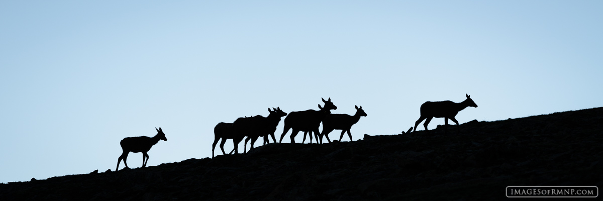 A small herd of elk makes its way through the tundra shortly after sunset.