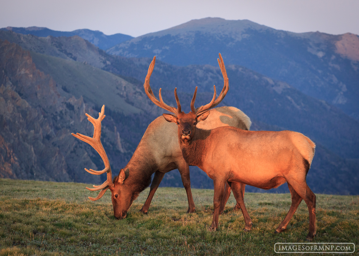 Two bull elk relax on the tundra as the setting sun lights them with its warmth.
