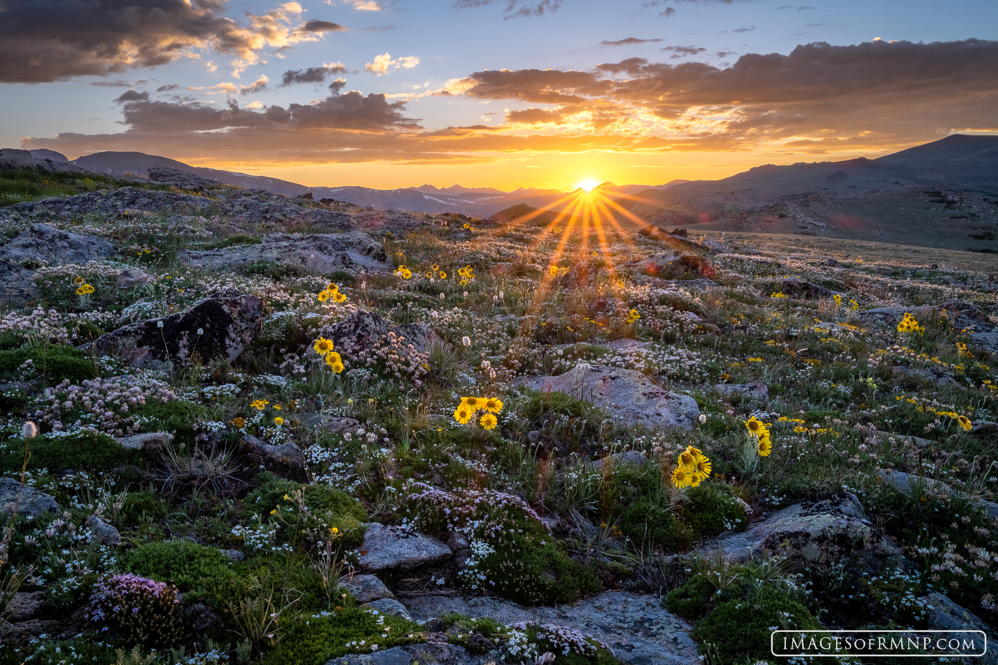 Summer flowers smile as they receive their kiss goodnight from the setting sun on a spectacular summer evening high in the tundra...