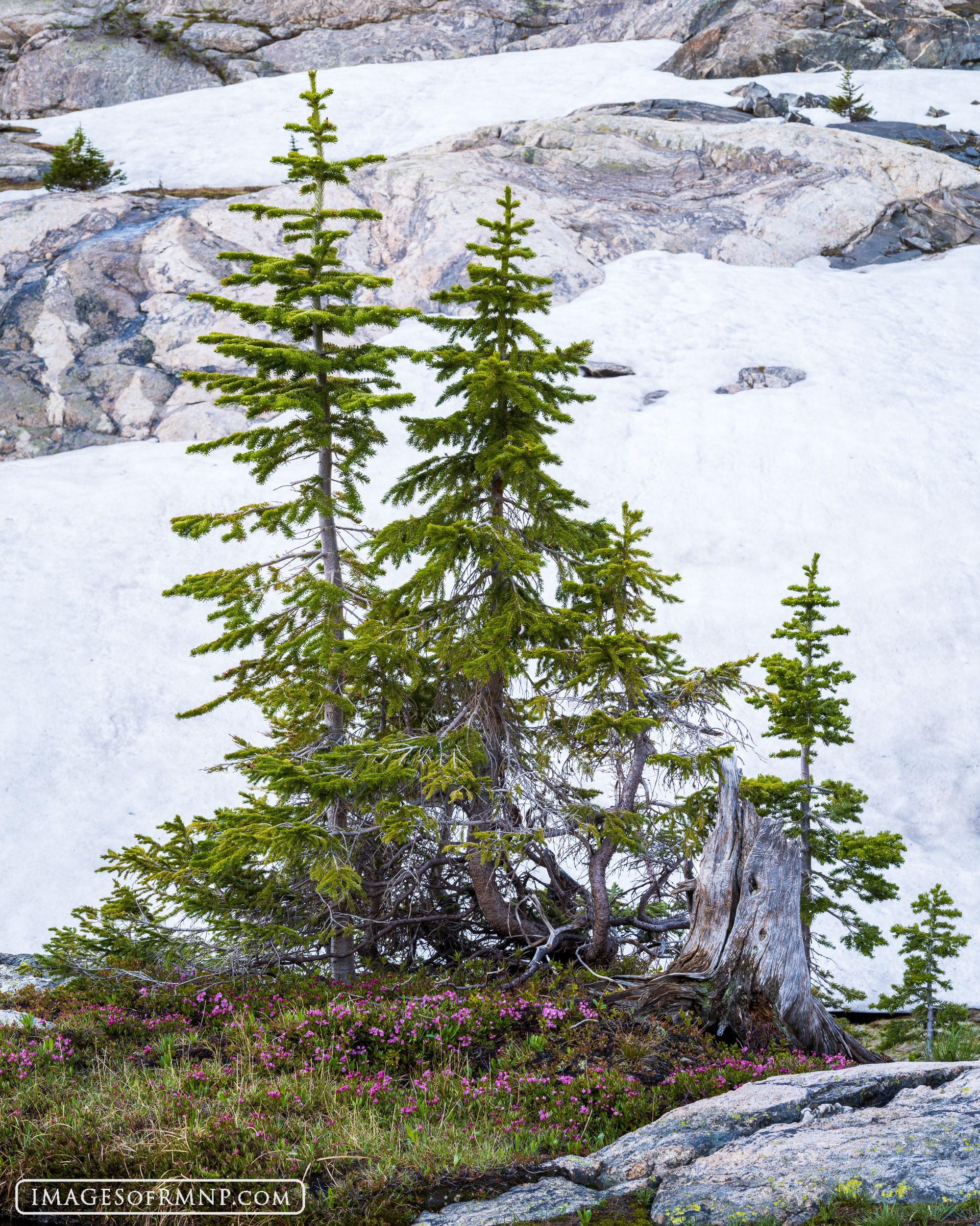 This family of trees made their home on a small patch of soil surrounded by bare rock and snow. It's a harsh place where only...