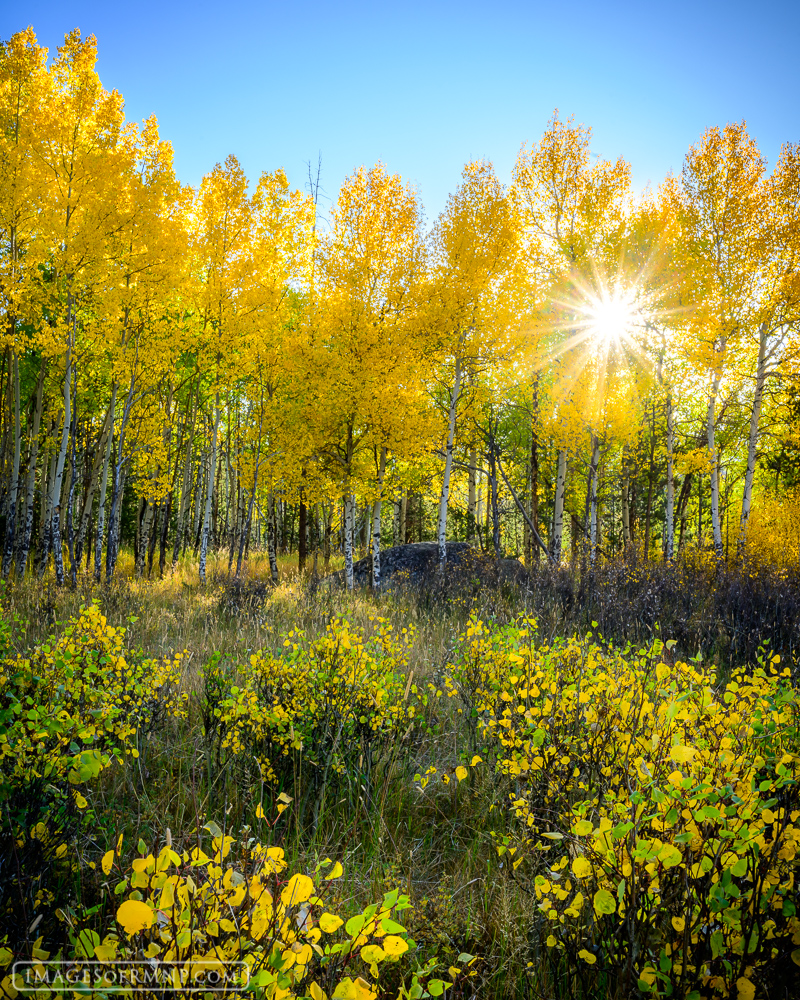 It seemed like autumn would never arrive and then this grove took the first step. These aspen were among the very first to dress...