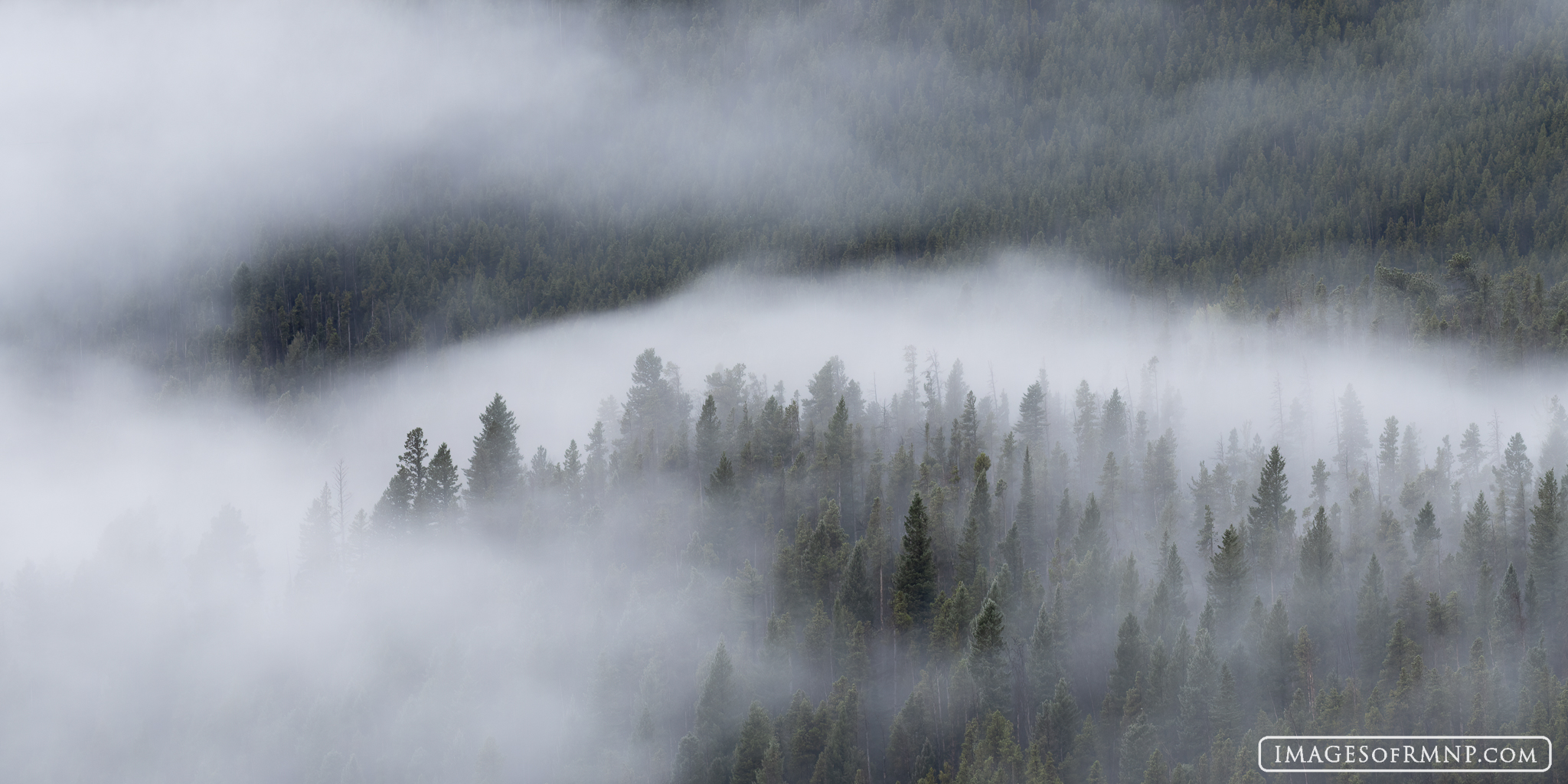 Low lying clouds drift in and out through the forest on a rainy September morning in Rocky Mountain National Park.