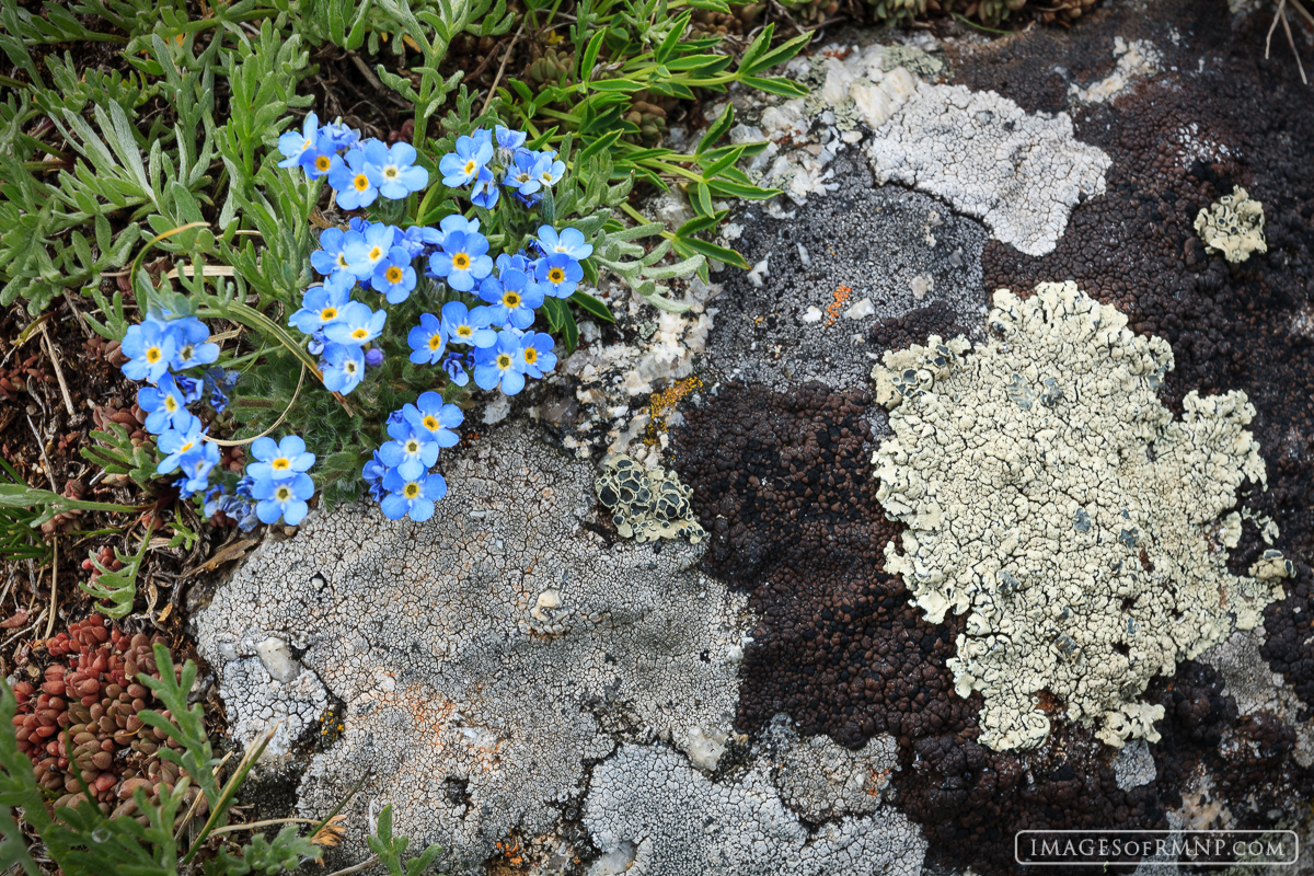 A small boulder covered in lichen is crowned with the beautiful "Forget Me Not" flower high above Ten Lakes Park.