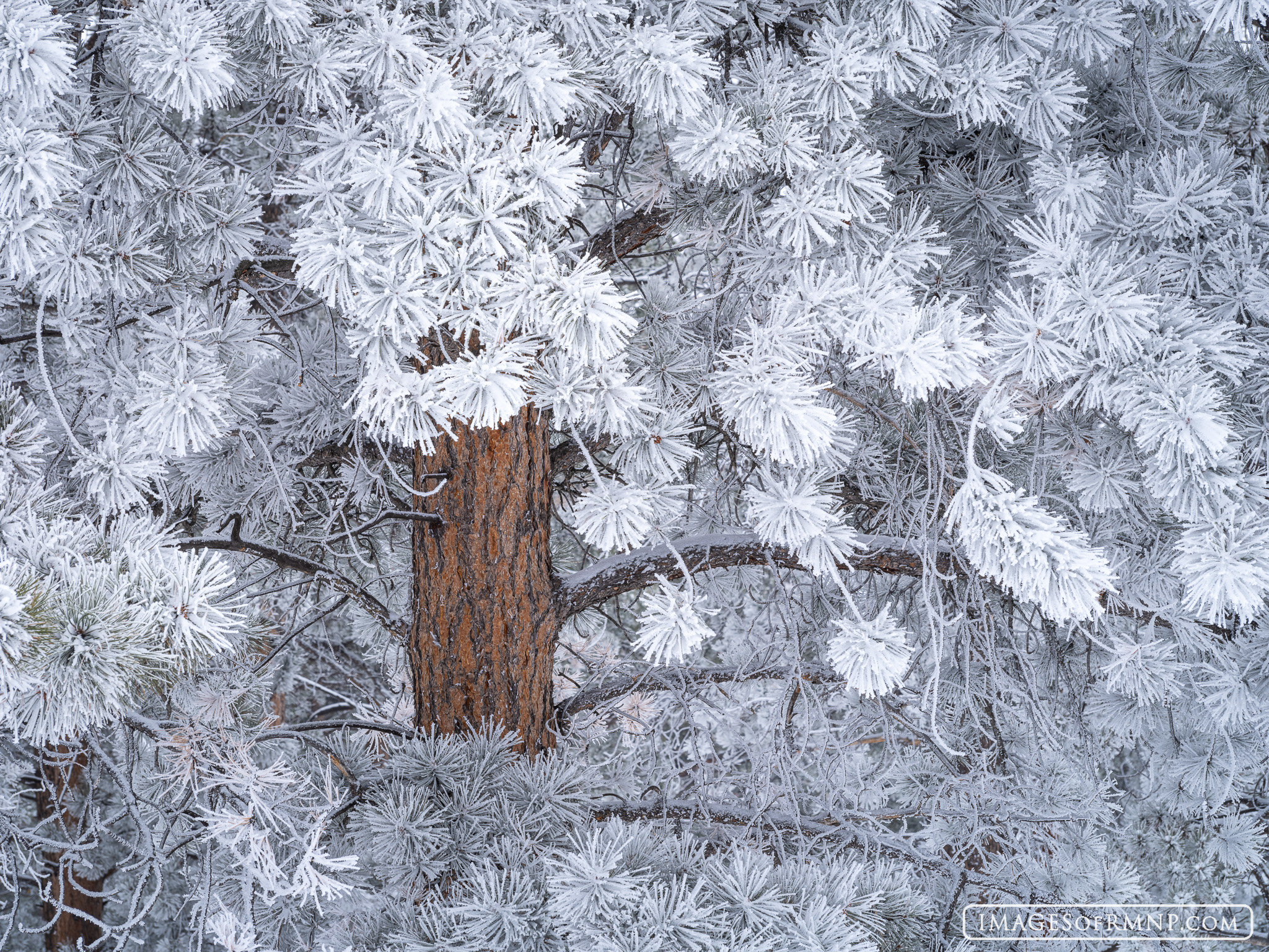 An ice storm moved through Rocky Mountain National Park covering the ponderosa forest in a thick layer of frost. For a few hours...