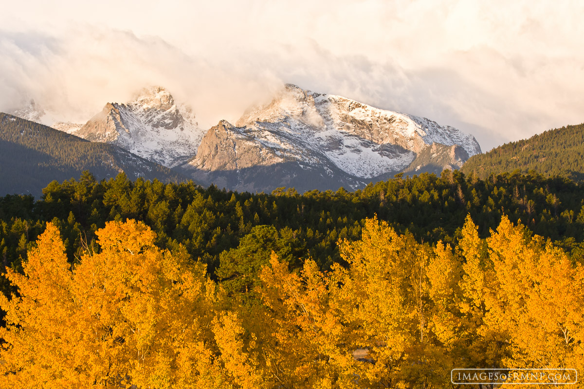 Most of the leaves had fallen in Rocky Mountain National Park, but there were still a few stands of aspen here and there with...