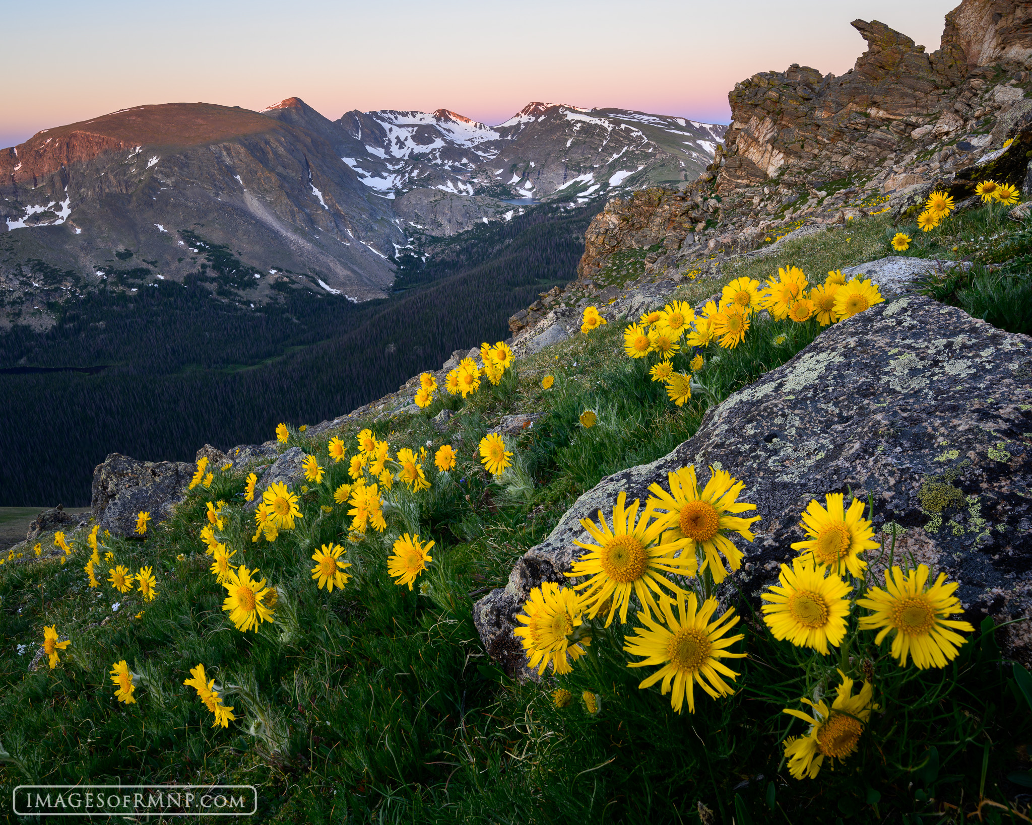 All winter long the alpine sunflowers contentedly sleep in the frozen tundra, but in mid-summer if conditions are right, they...