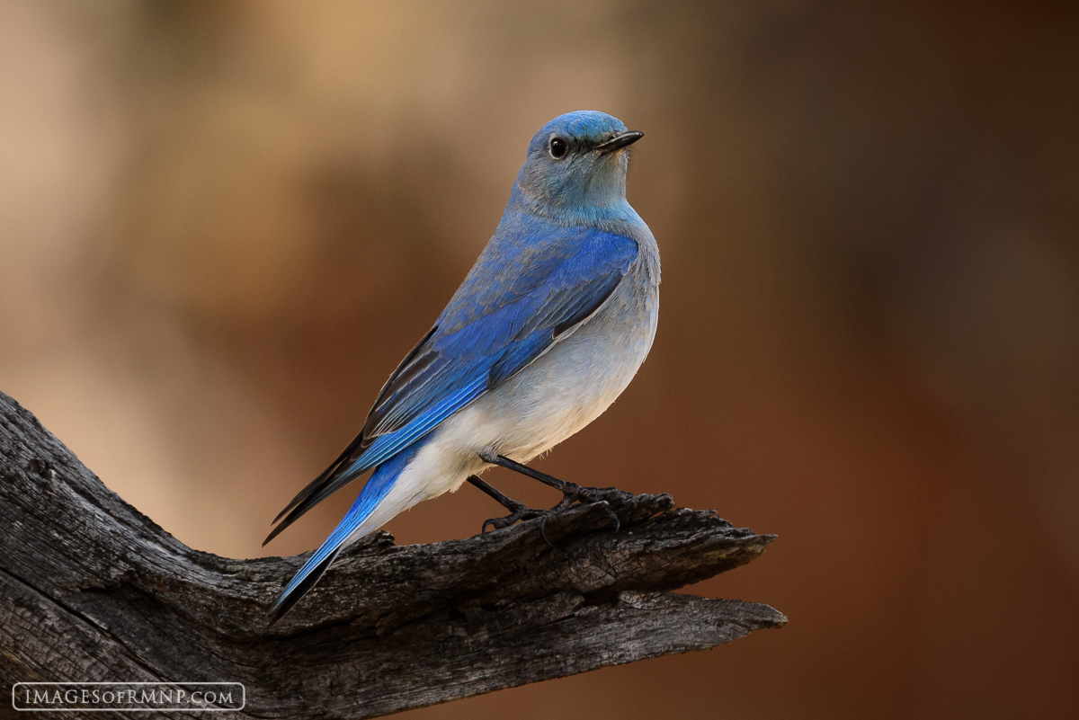 Every spring I stand in awe of the bluebirds. These small colorful birds begin to arrive in early March just as winter in the...