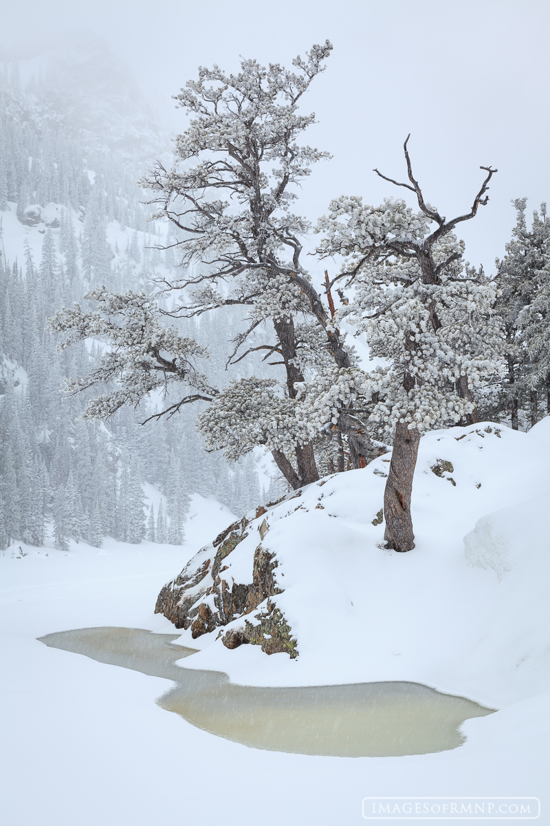 Dream Lake begins to thaw in early April following a spring snowstorm. I've always found these trees to have a very artistic...