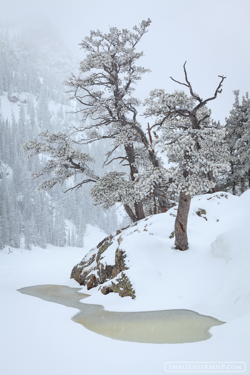 Hinting at Spring Dream Lake begins to thaw in early April following a spring snowstorm. I've always found these trees to have a very artistic...