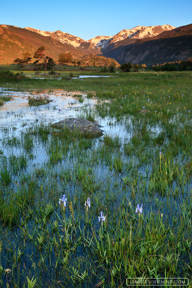 With higher than average snowpack in the mountains Moraine Park has found itself wetter than it has been in many years. This...