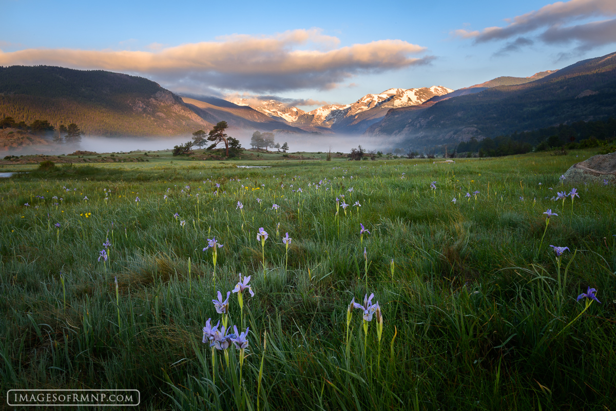 Moraine Park, in Rocky Mountain National Park celebrates the spring by sprouting purple irises from its marshy ground.