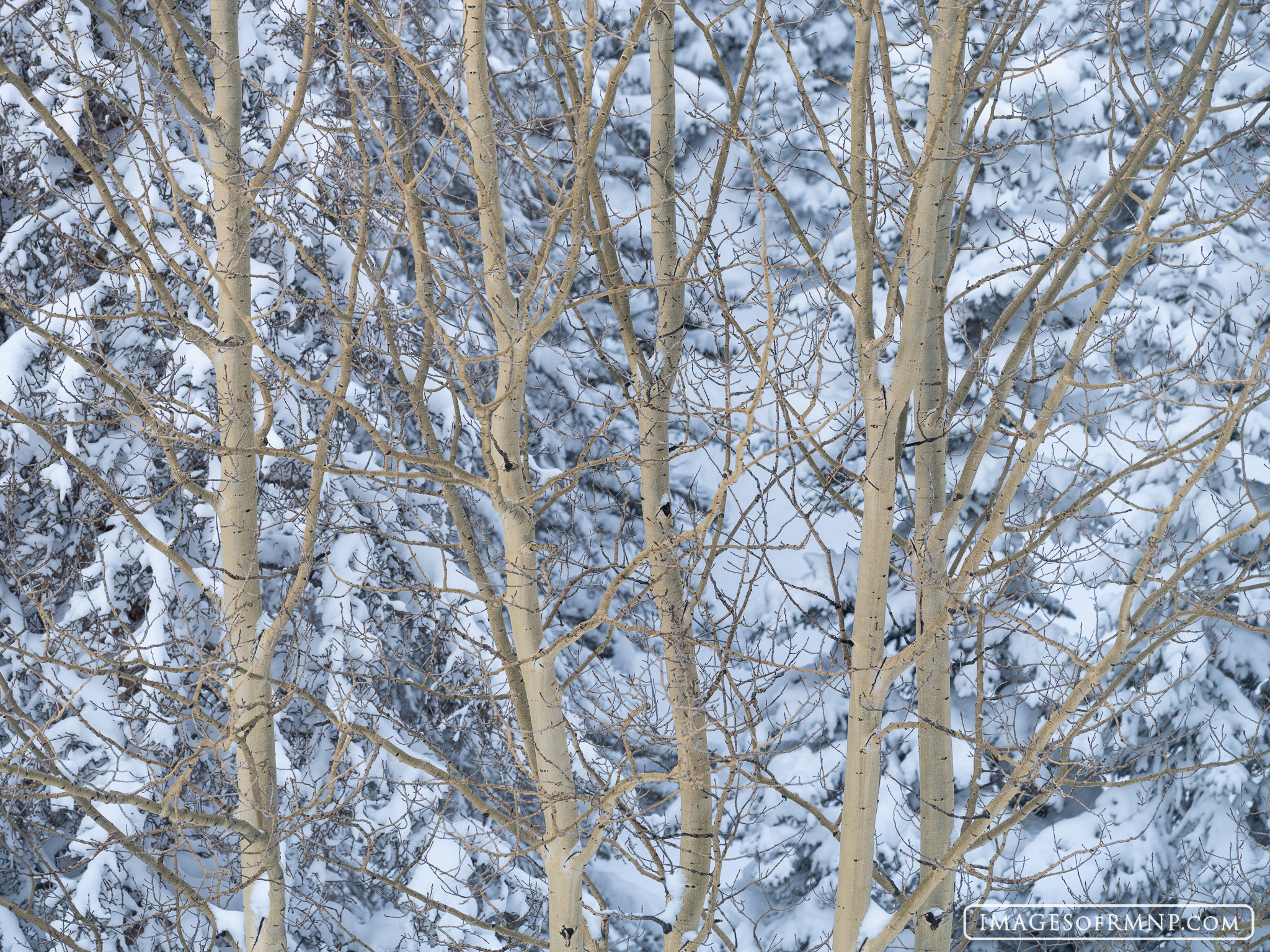 On a snowy January morning a stand of aspen stand in stark contrast to their background of snowy pine trees.