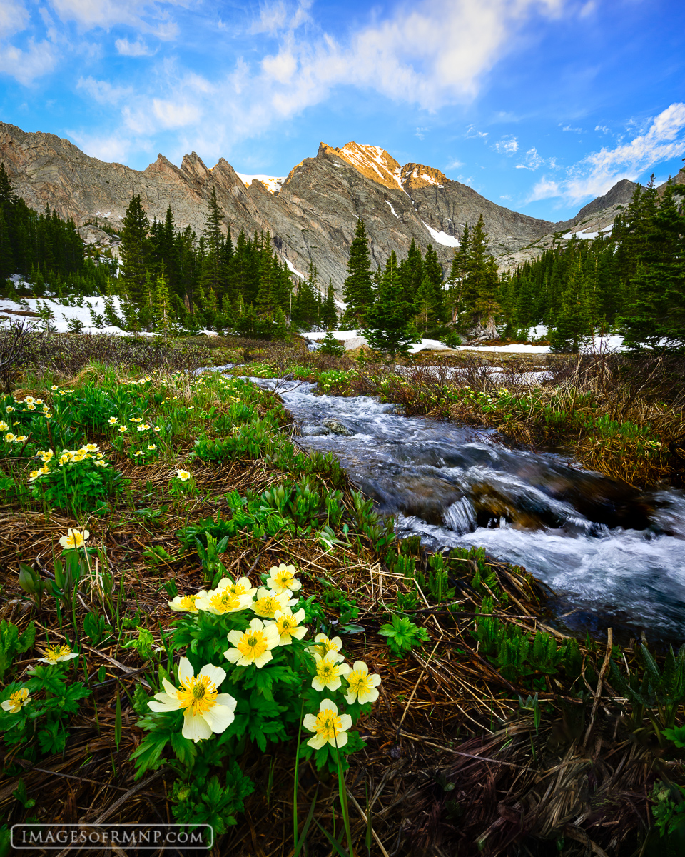 Spring is arriving very late in the high country of Rocky Mountain National Park after unseasonably cold weather and snow during...