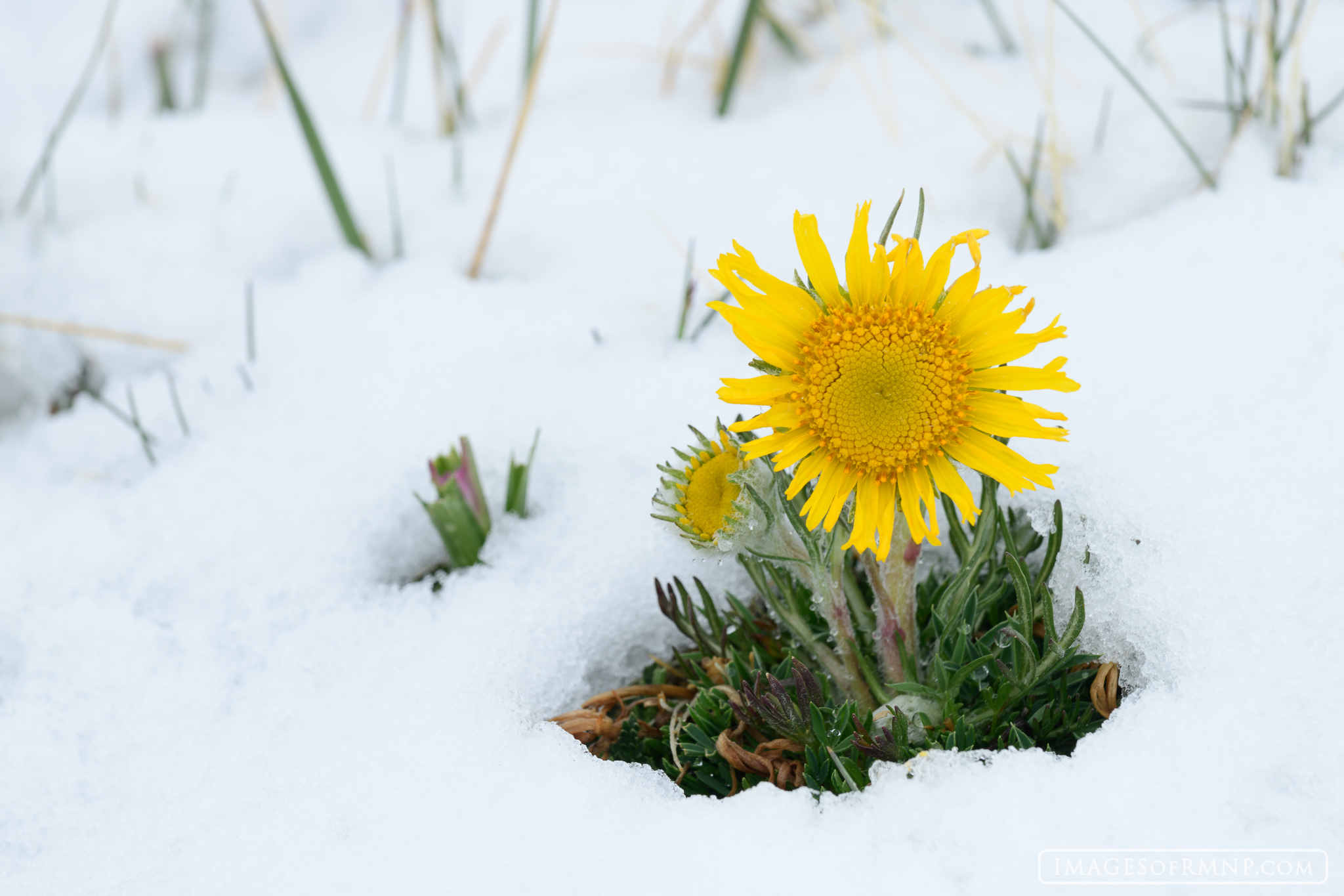 Just as the alpine sunflowers began to appear in the tundra of Rocky Mountain National Park a snowstorm blew in covering the...