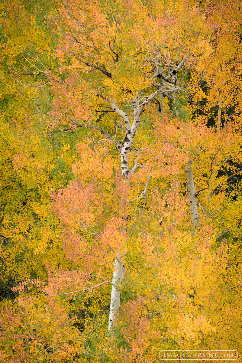 I found this beautiful aspen scene right near the main entrance to Rocky Mountain National Park and was immediately captured...