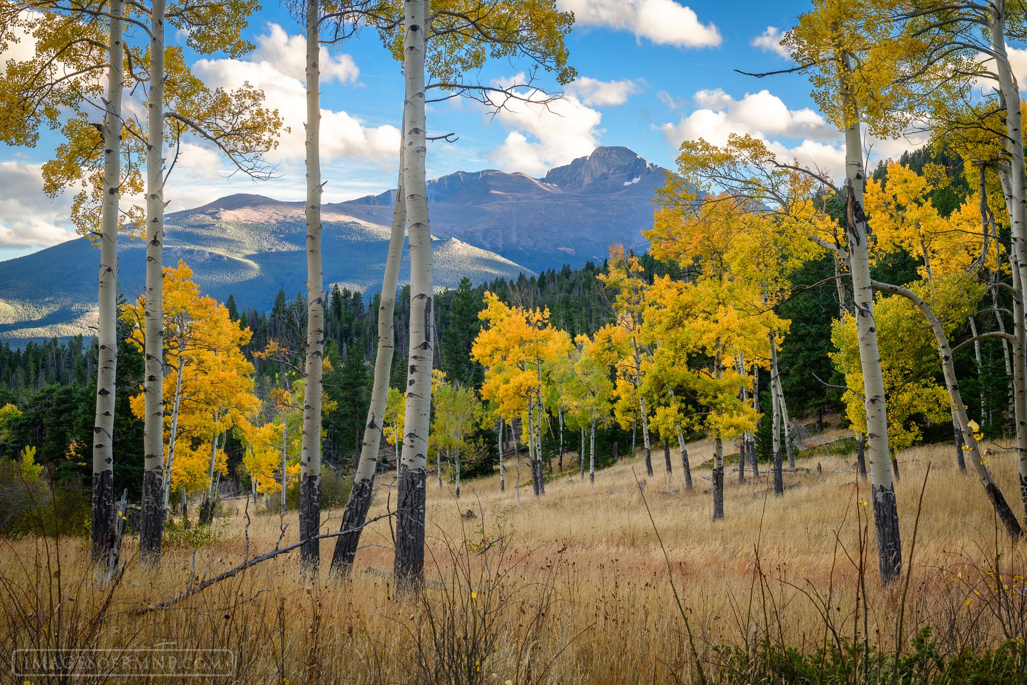 In the fall, there is nothing better than lying in a grassy meadow smelling the aroma of the changing season while drinking in...