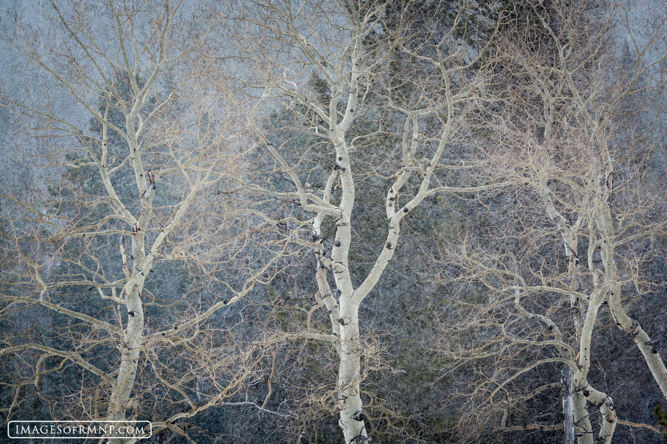 Without the leaves of summer, the true form of the aspen trees can be seen. These elegant trees seem almost to be dancing as...