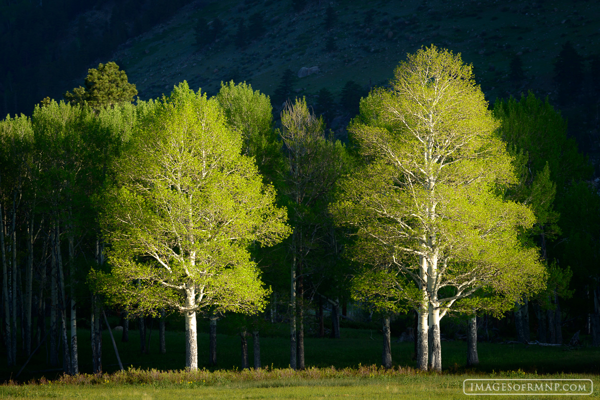 I found these trees in Horseshoe Park and waited until the first light just hit them. It still hadn't reached the hill and trees...