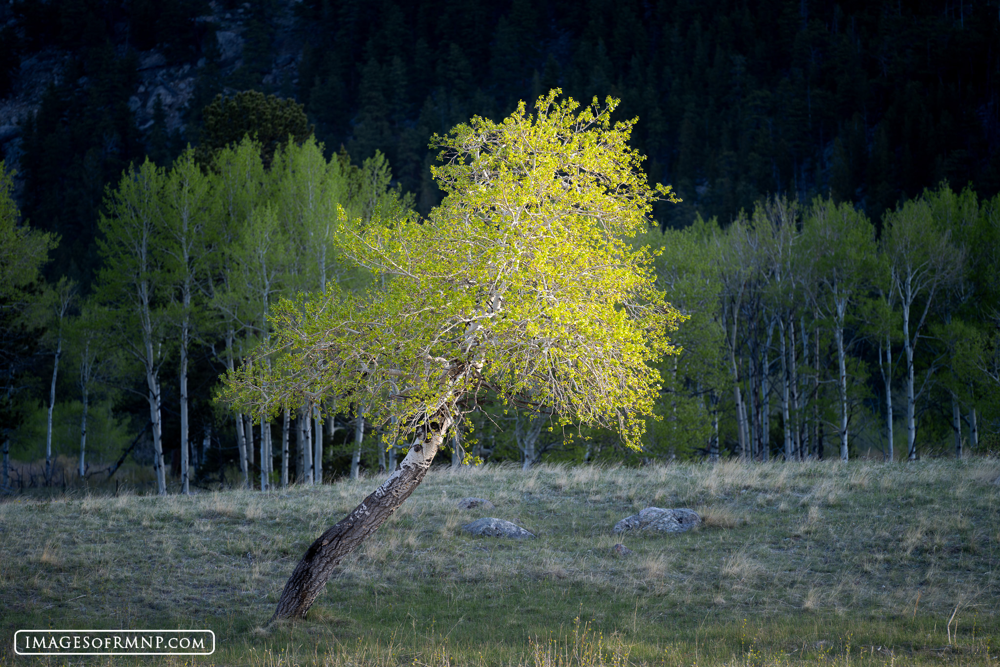 After seven long months of dormancy, green buds finally emerge on the aspen trees. Just a couple of weeks later, they unfurl...