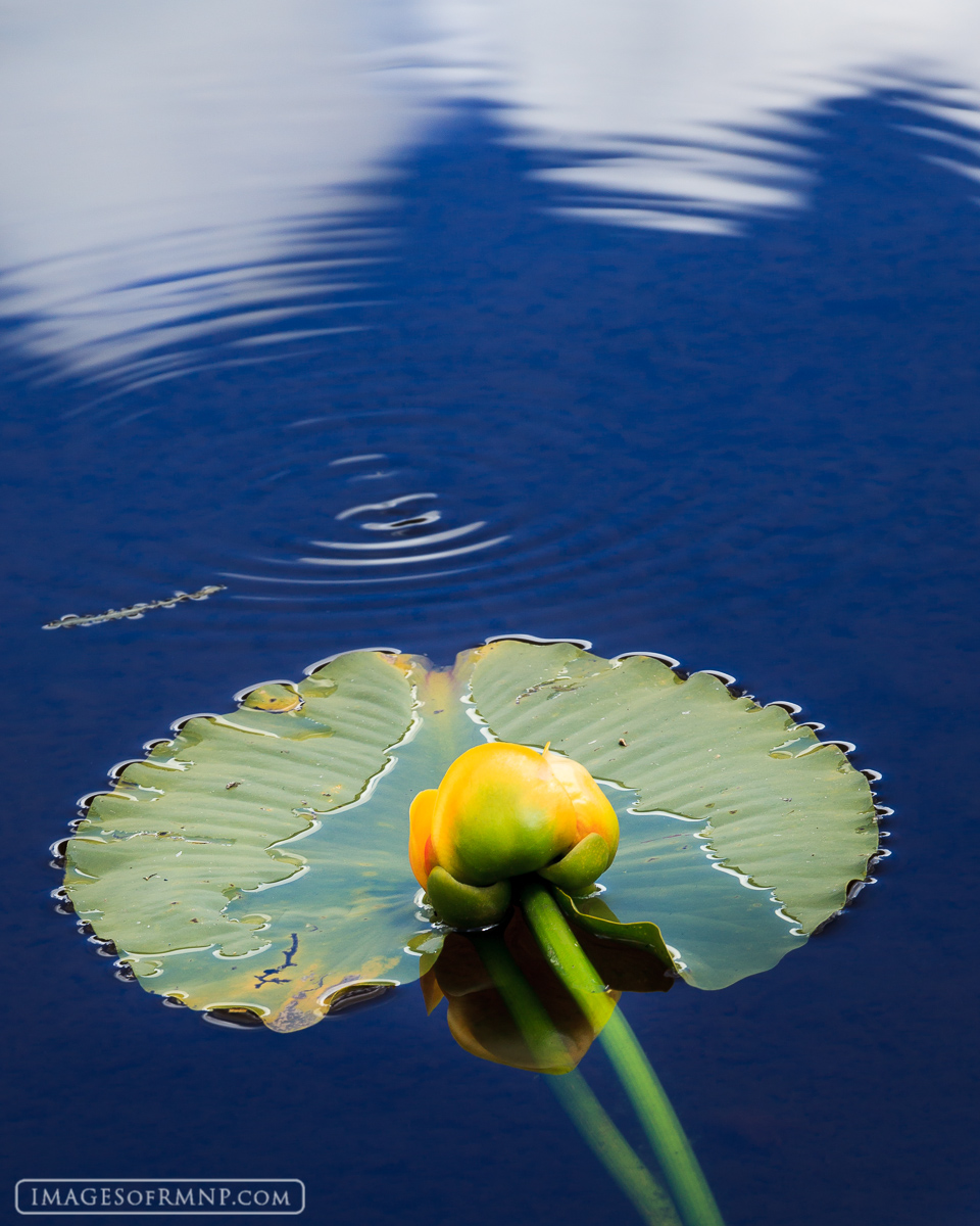 A lily pad and its flower rest on the still water at a remote lake&nbsp;in Rocky Mountain National Park's Forest Canyon.