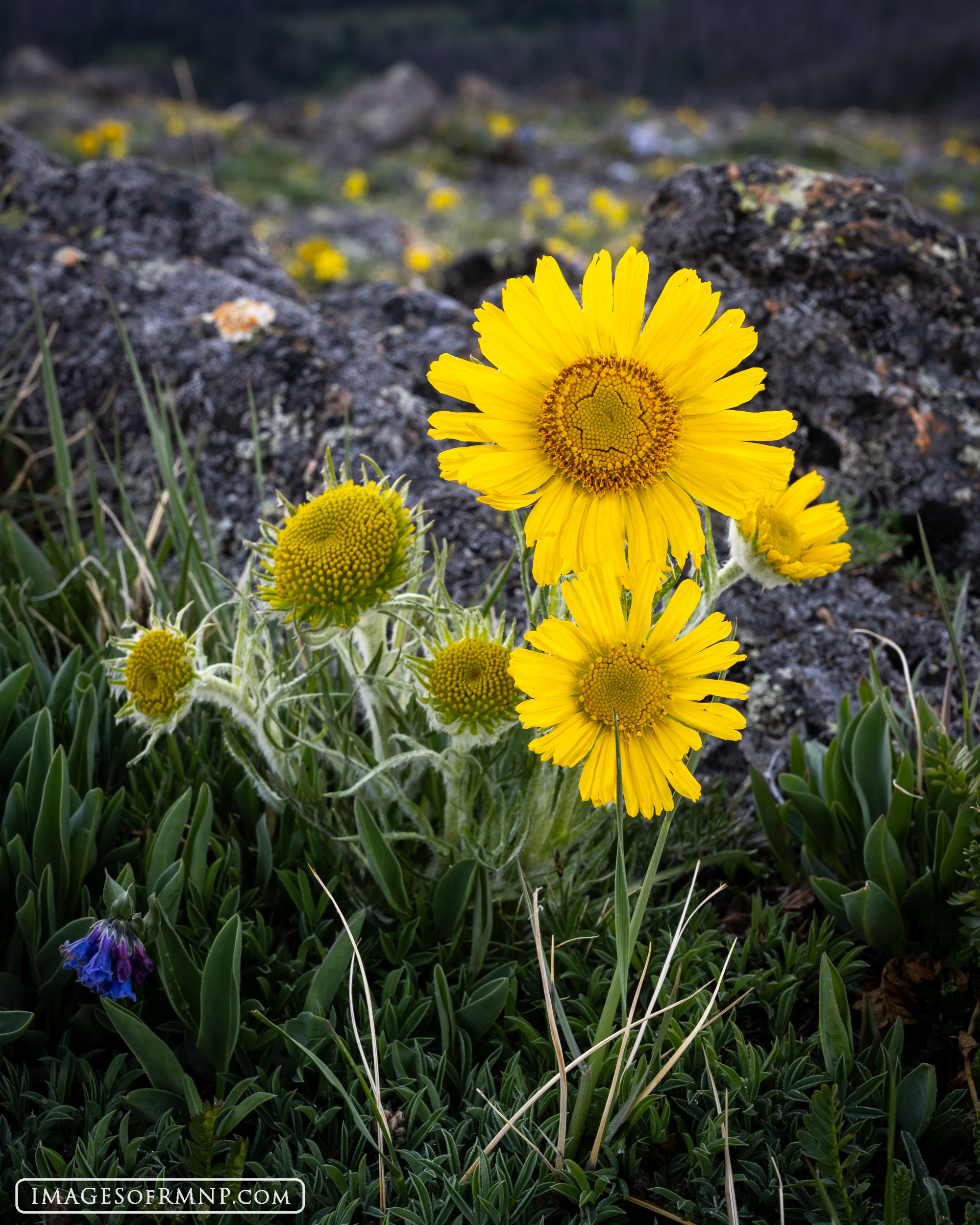 The highlight of each summer are when the alpine sunflowers break into bloom in the alpine zone of Rocky Mountain National Park...