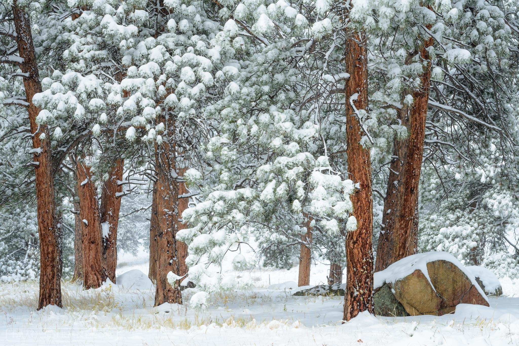 A fresh snow was the perfect way to start a new week. It took the ordinary and turned it into something that was truly gorgeous...