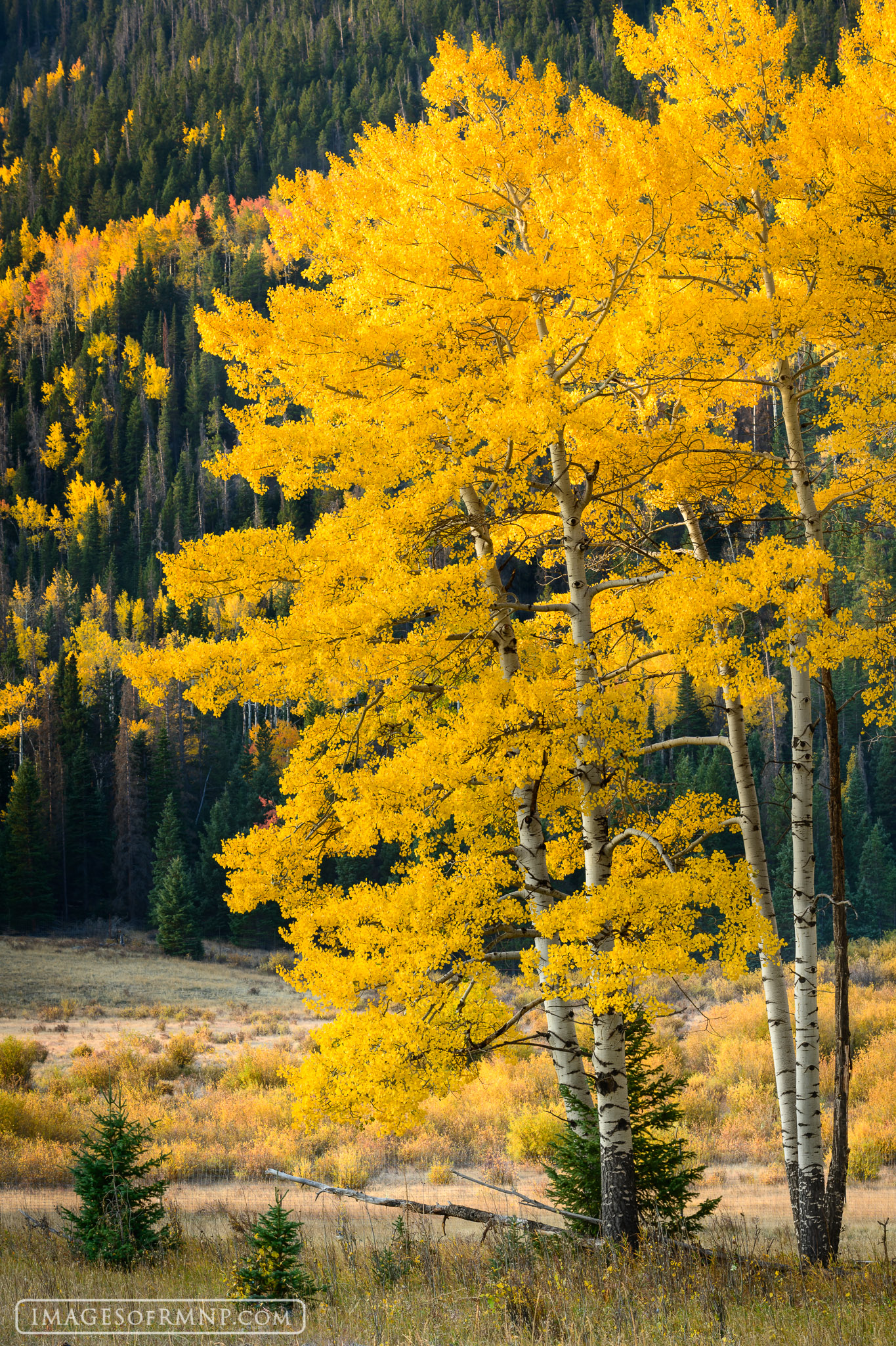 Golden aspen look out over a meadow in Rocky Mountain National Park during peak autumn colors. Just out of view at the far side...