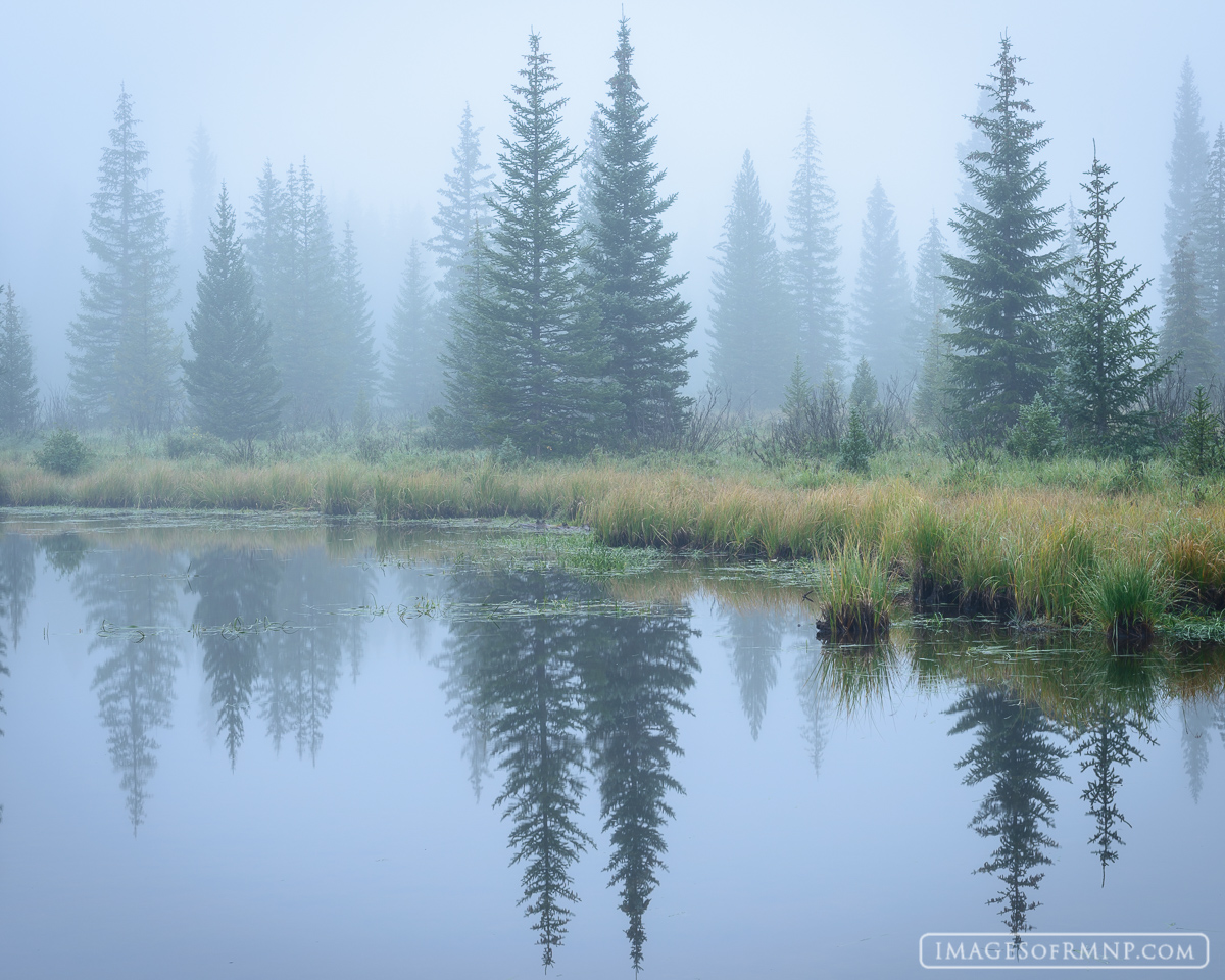 Elegant pine trees reflect in a small tarn on perfectly still and foggy morning in the Kawuneeche Valley on the west side of...