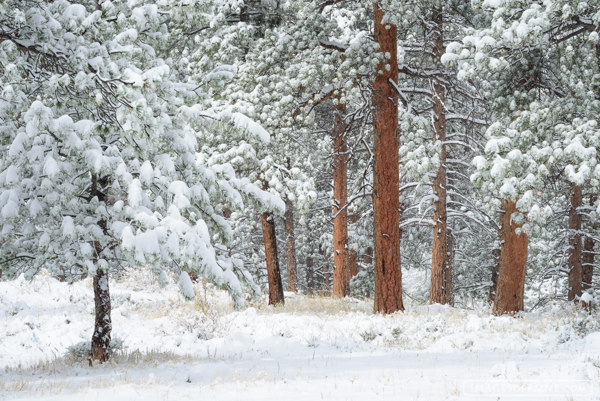 After a winter storm the trunks of ponderosa pine almost seem to glow.  While the rest of the world becomes monochromatic they...