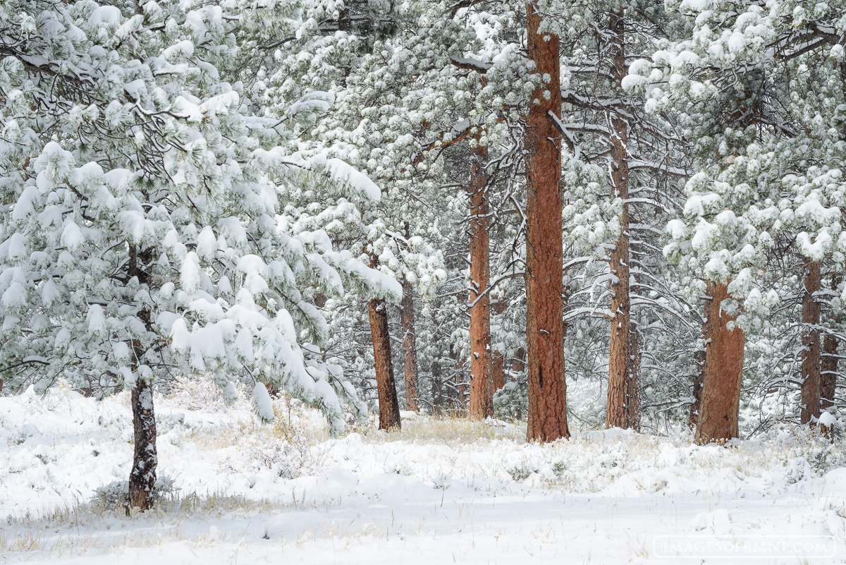 After a winter storm the trunks of ponderosa pine almost seem to glow.  While the rest of the world becomes monochromatic they...