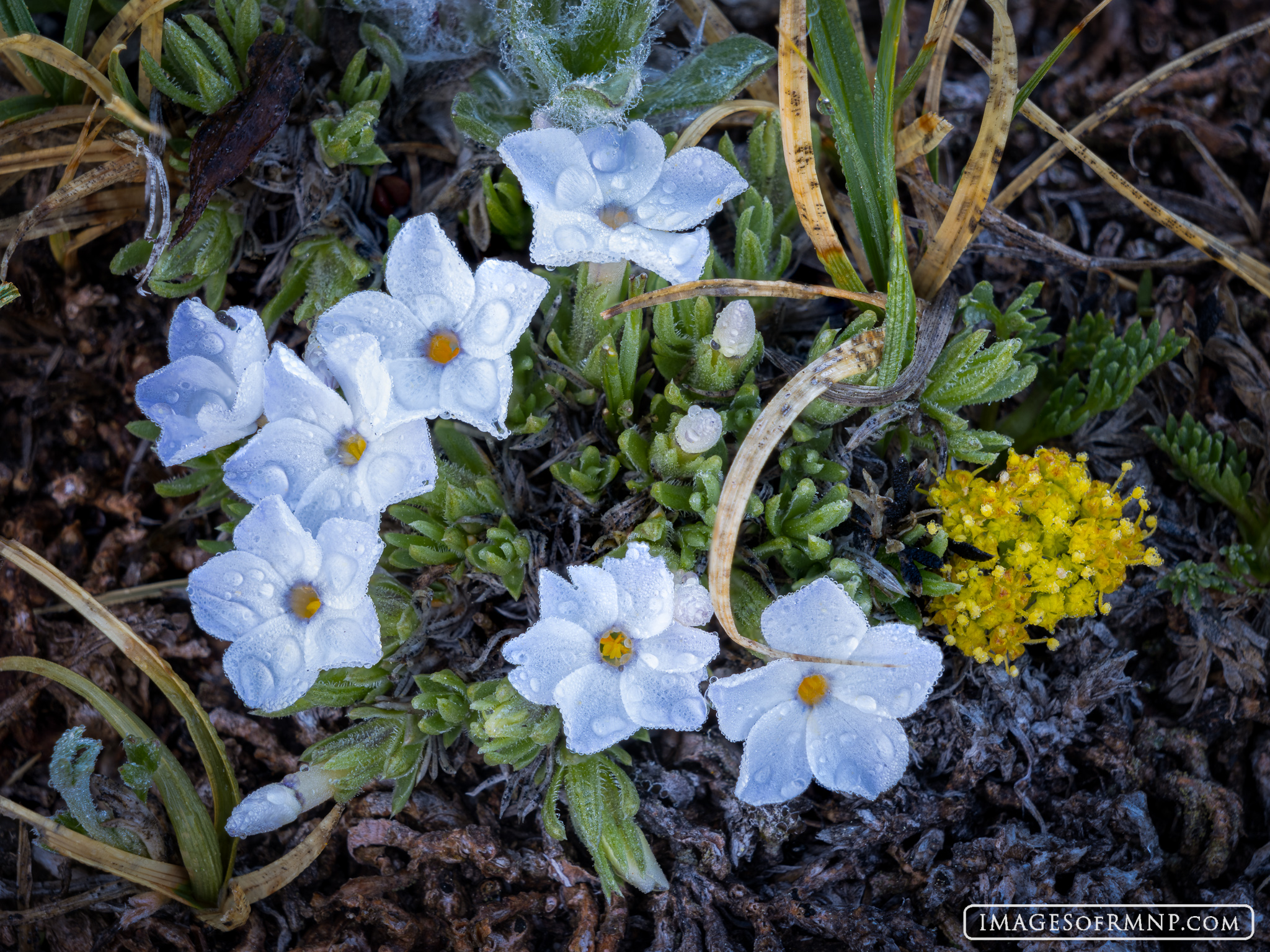 On an early morning in the tundra, drops of dew covered the purple alpine phlox and yellow stonecrop. These flowers often fill...