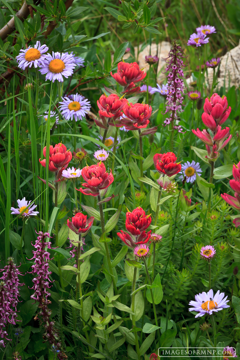 Deep in the backcountry of Rocky Mountain National Park I came across this delightful mix of flowers growing in a marshy meadow...