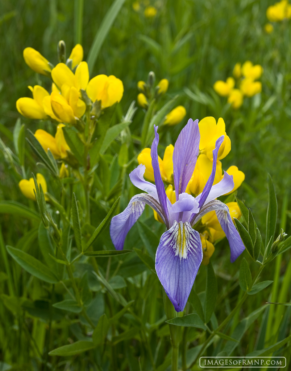 A beautiful iris with a backdrop of Gold Banner stands near the Cow Creek Trailhead in Rocky Mountain National Park.