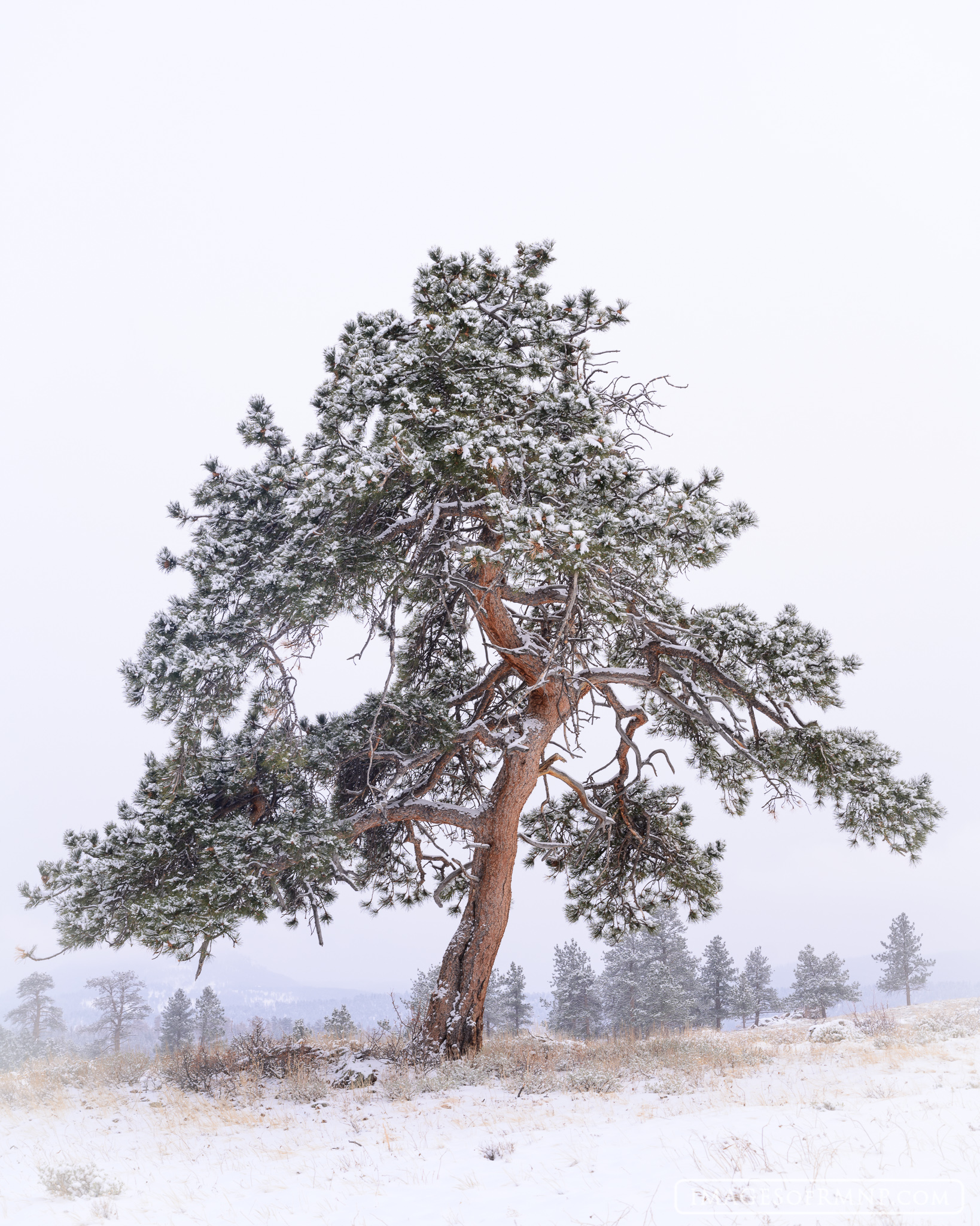 I live in a ponderosa forest and I had my eye on this tree for a while, waiting for the right conditions to photograph it. I...