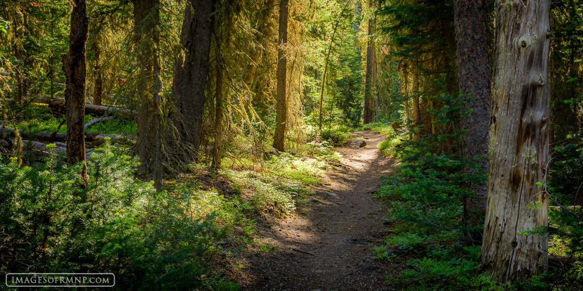 On early summer mornings the North Inlet Trail in Rocky Mountain National Park takes on a magical qualities as the light penetrates...