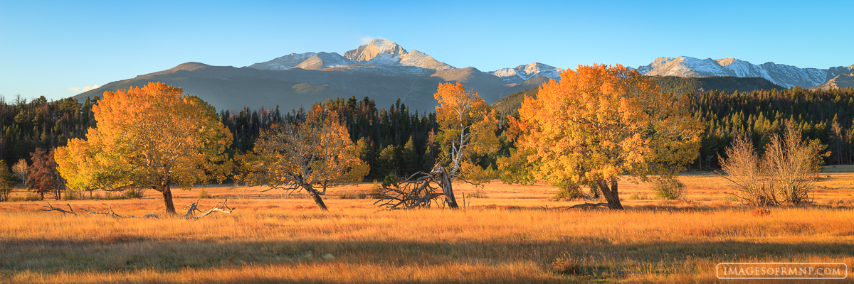On a beautiful October morning, Longs Peak with a fresh coat of snow watches several aspen in Beaver Meadow as they bathe in...