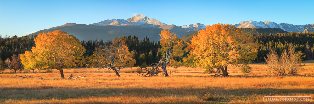 On a beautiful October morning, Longs Peak with a fresh coat of snow watches several aspen in Beaver Meadow as they bathe in...