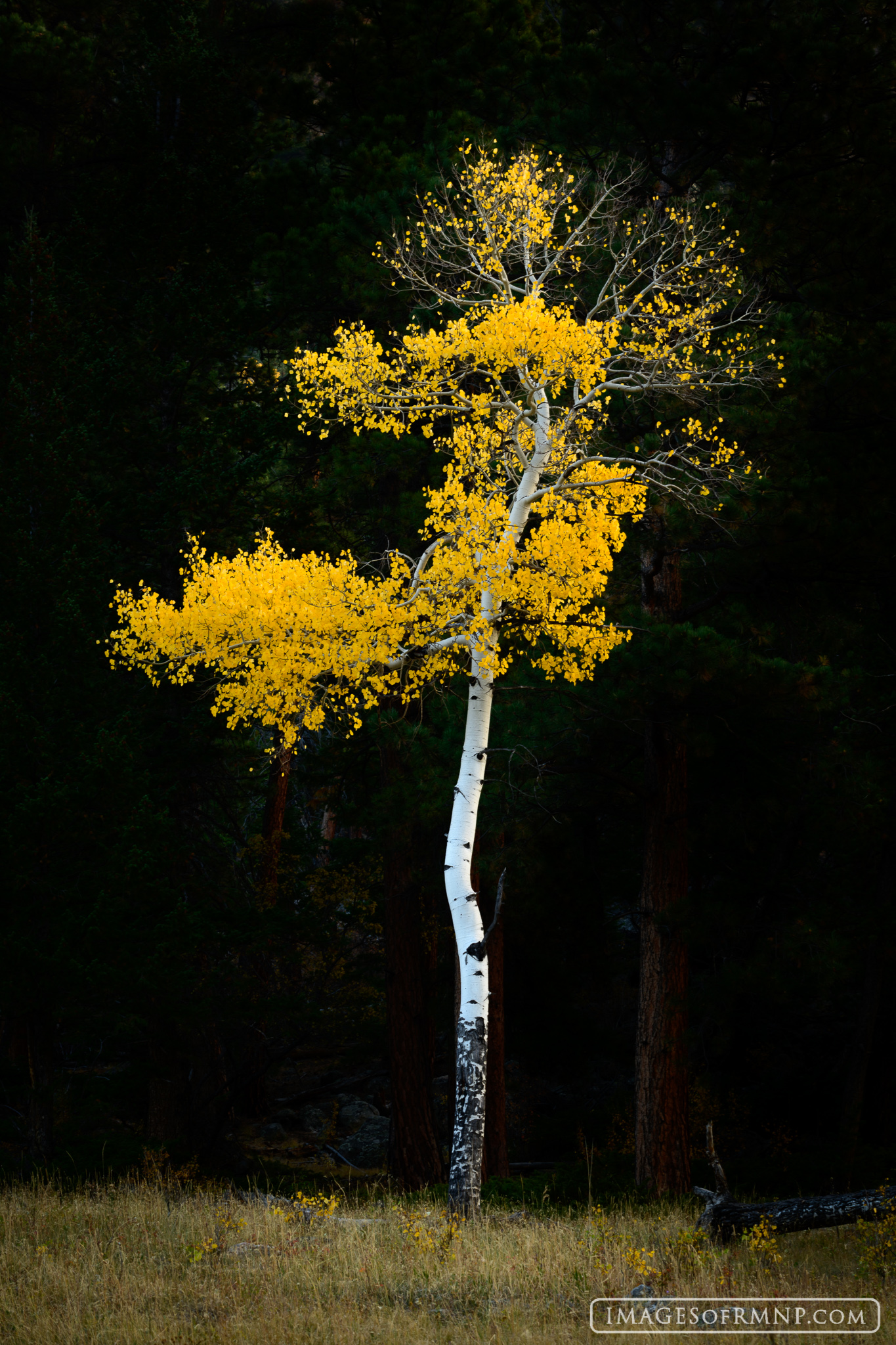 Over the years I've photographed this beautiful aspen tree many times. On this morning I saw that it was lit by diffused sunlight...