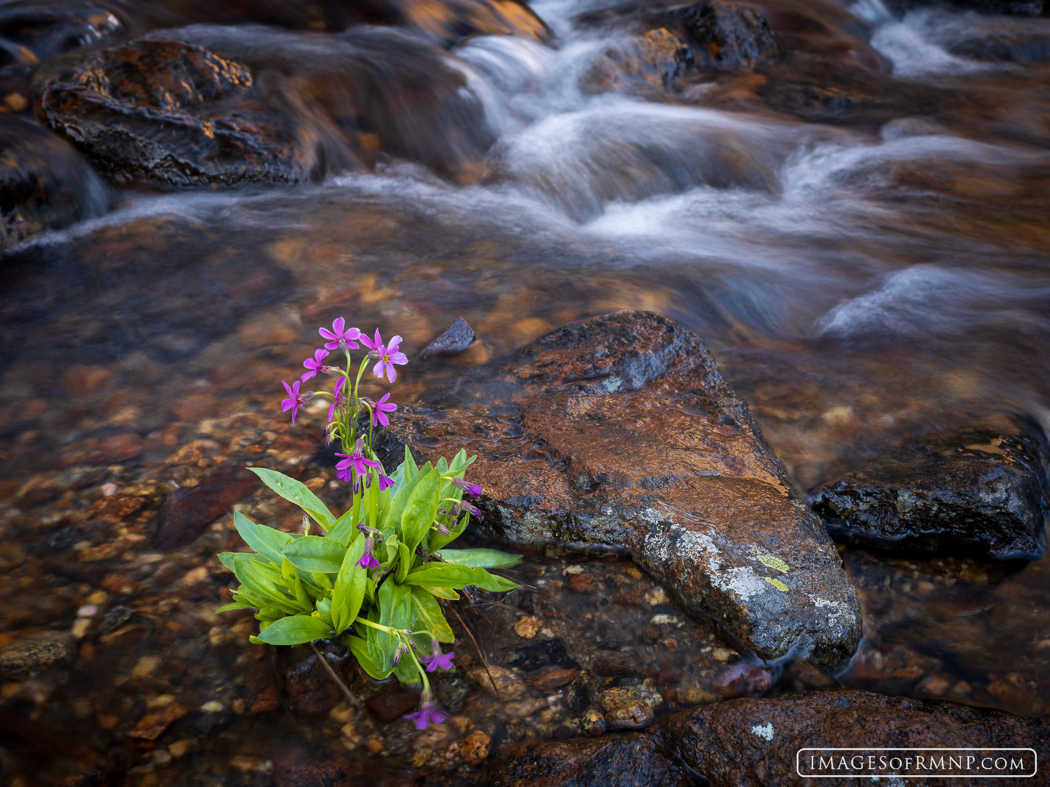 The delicate Parry’s Primrose flowers in Rocky Mountain National Park need lots of moisture. Because of this, they can be found...