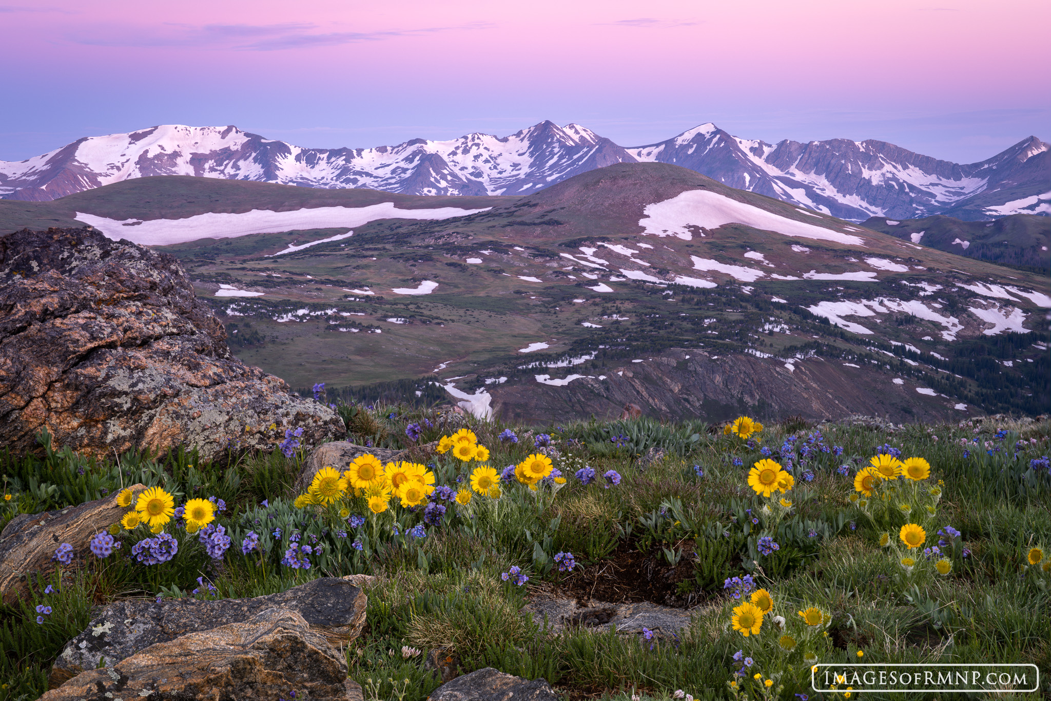 Wildflowers abound in the tundra in mid-summer in Rocky Mountain National Park.