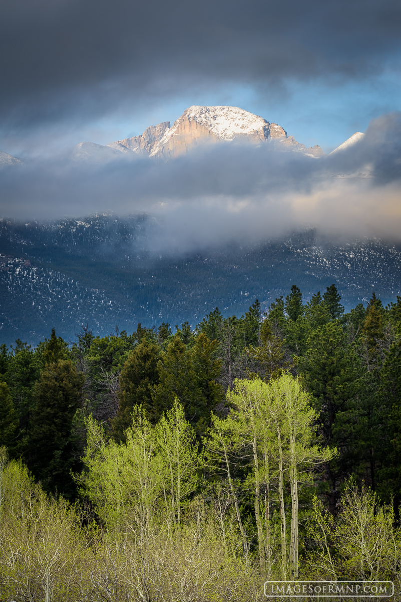 Longs Peak looks down through a break in the clouds on the fresh green spring aspen on a delightful first morning of June.