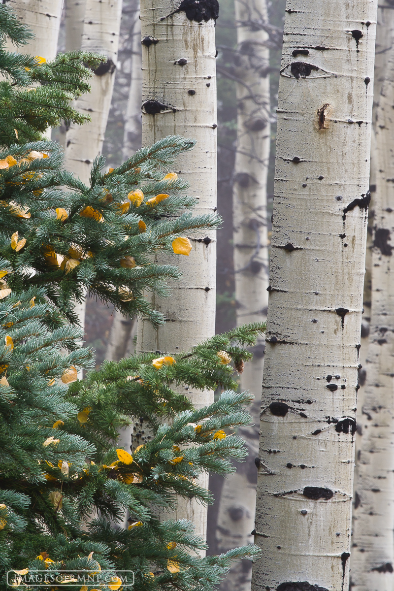 I found the contrasts in this scene quite interesting. The elegant bare aspen, the prickly green pine and the fact that the pine...