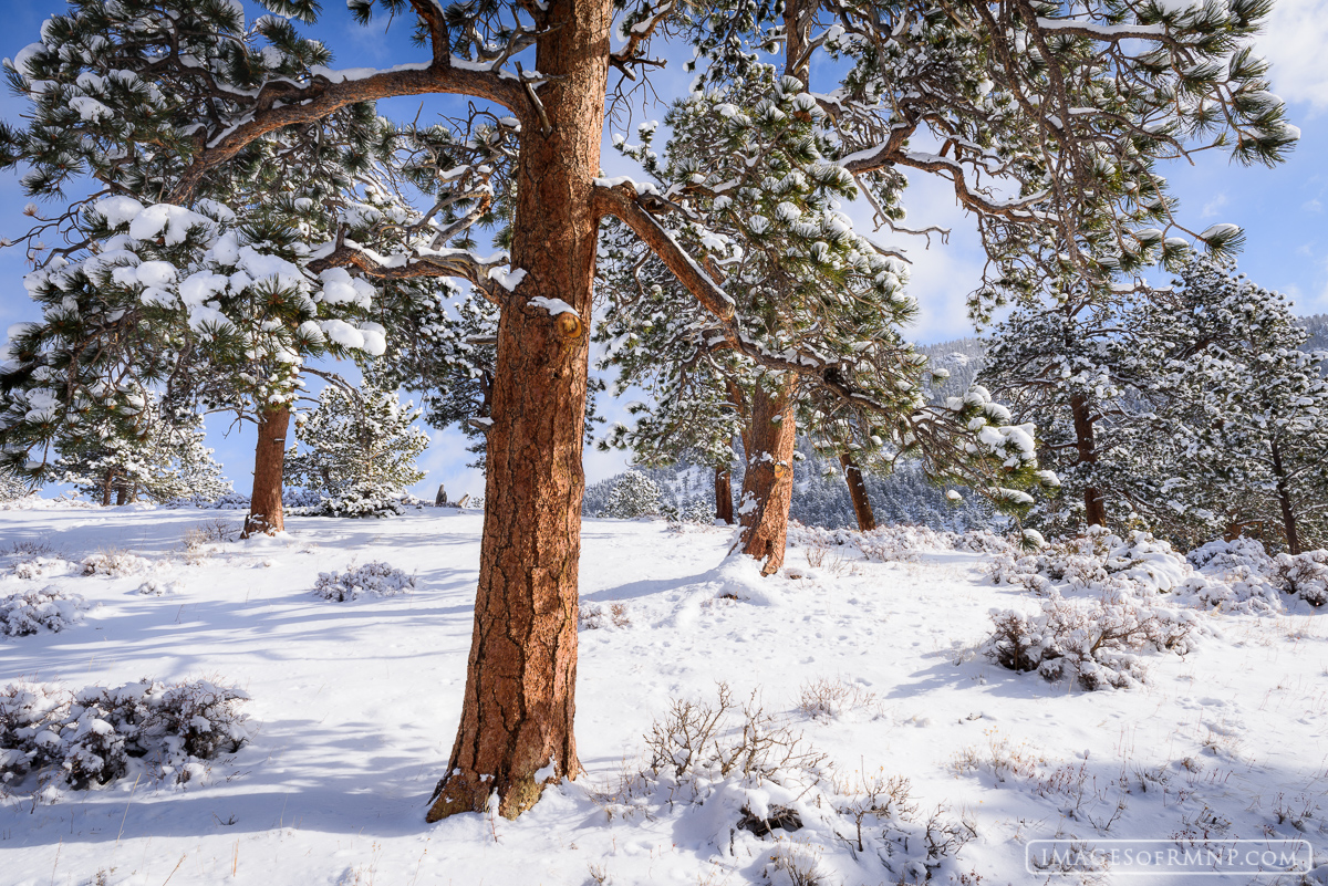 To me, there is almost nothing more joyful than seeing ponderosa pine covered in fresh snow with sunshine and Colorado blue skies...