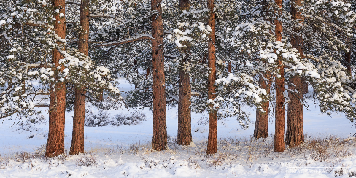 A snowstorm came through just the other night coating the park in fluffy whiteness. On this morning just as the sun broke out...