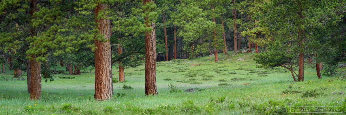 On the first of July the meadows are lush green with a mixture of wildflowers growing between the ponderosa trees.