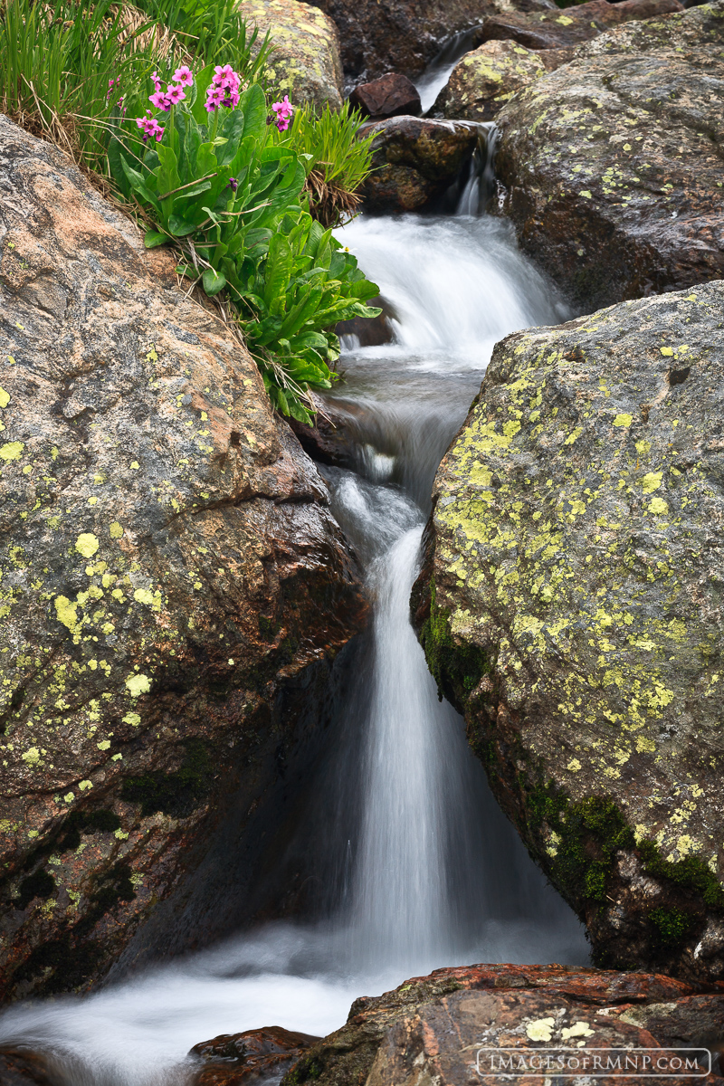 A beautiful little waterfall finds its way through large boulders as a colorful bouquet of Parry's Primrose listens to its peaceful...