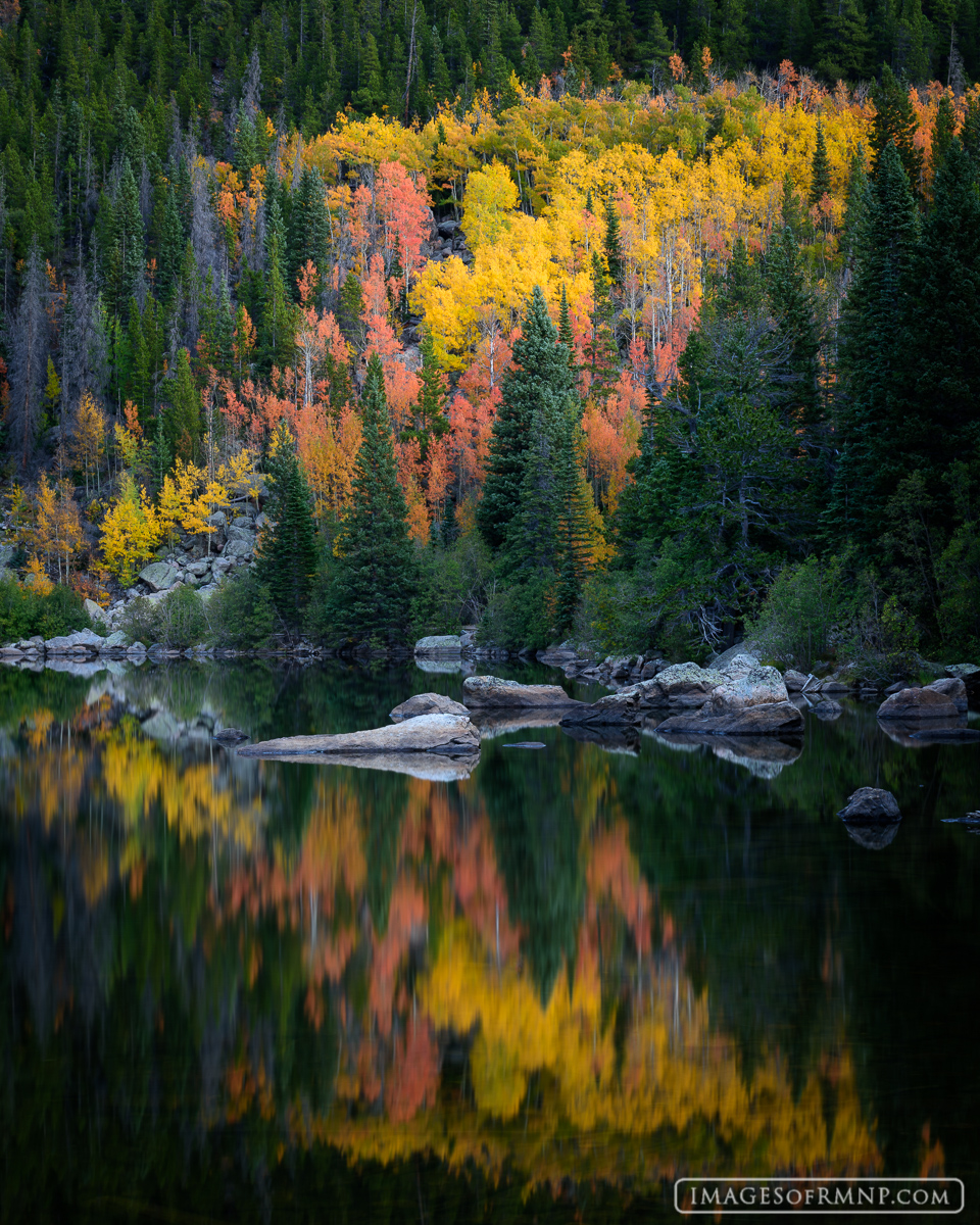 Every autumn the aspen trees on the north end of Bear Lake turn yellow and orange as they celebrate the end of the warm season...