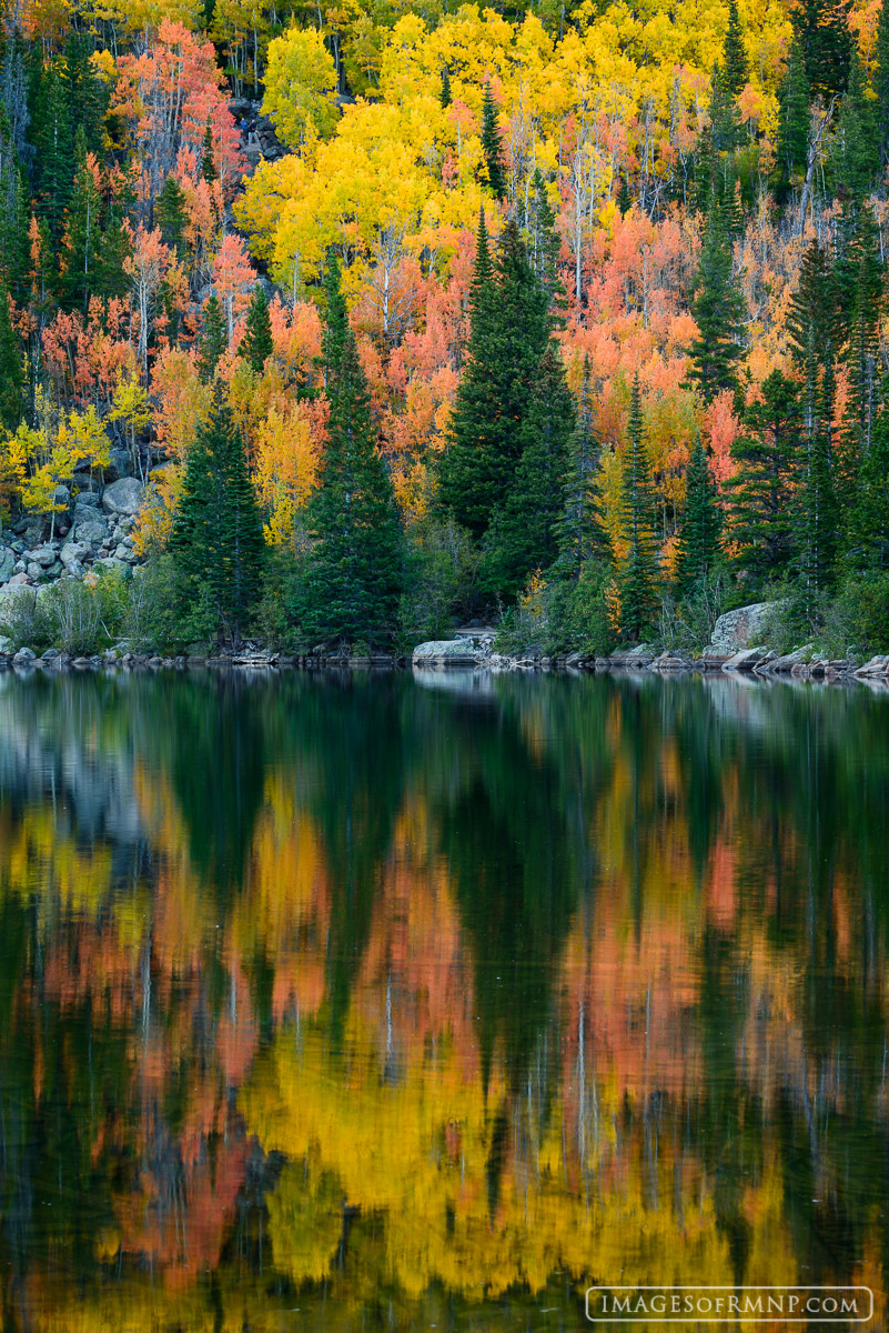 A grove of orange and yellow aspen stands in autumn splendor at the edge of Bear Lake.